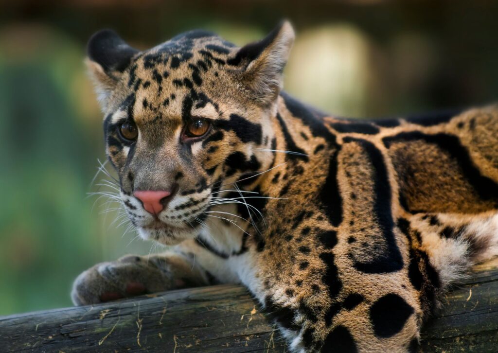Día Internacional del Leopardo Nublado