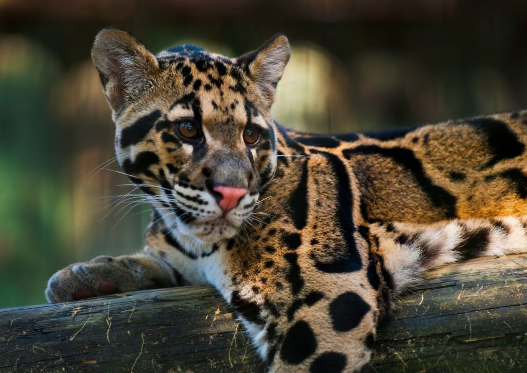 August 4: International Clouded Leopard Day, a call for the conservation of a majestic species | De Último Minuto English