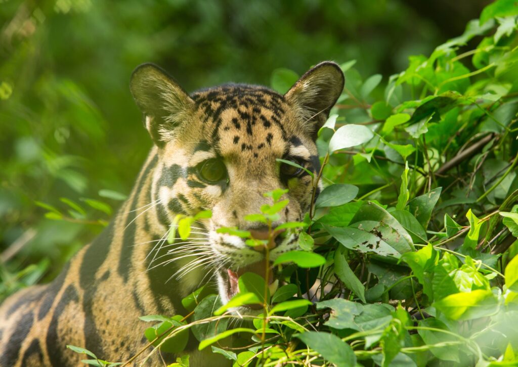 August 4: International Clouded Leopard Day, a call for the conservation of a majestic species | De Último Minuto English