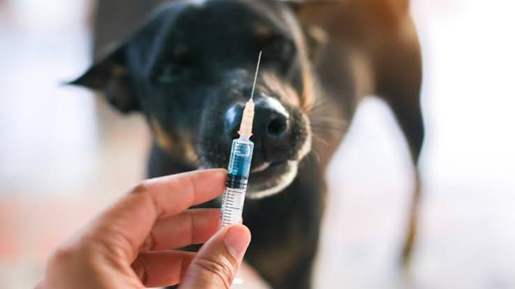 World Rabies Day: A call for prevention and vaccination | De Último Minuto English