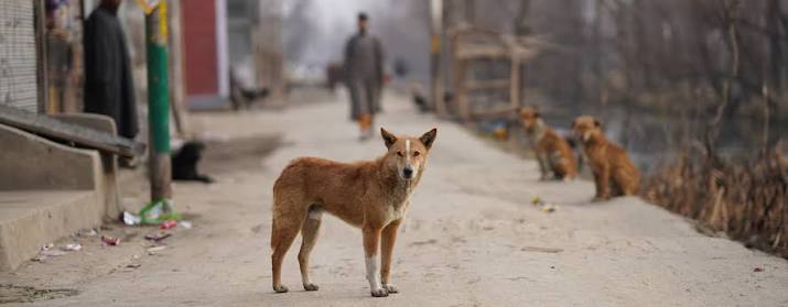 World Rabies Day: A call for prevention and vaccination | De Último Minuto English