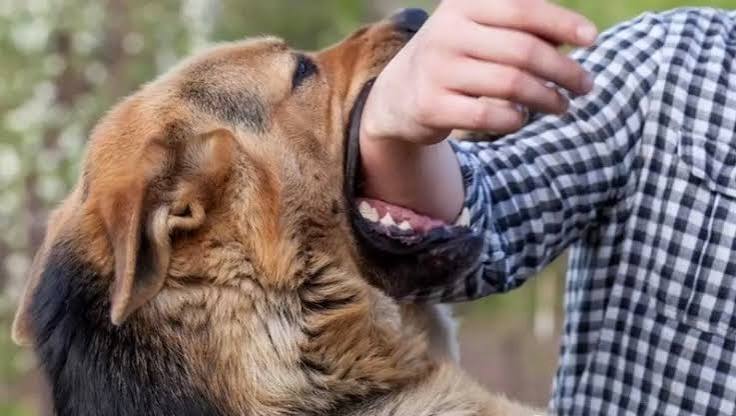 World Rabies Day: A call for prevention and vaccination | De Último Minuto English
