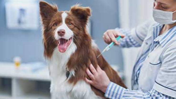 World Rabies Day: A call for prevention and vaccination | De Último Minuto English